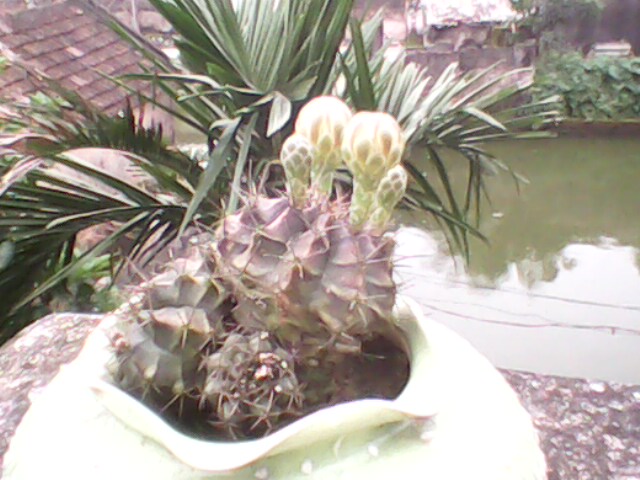 IMG0055A.jpg