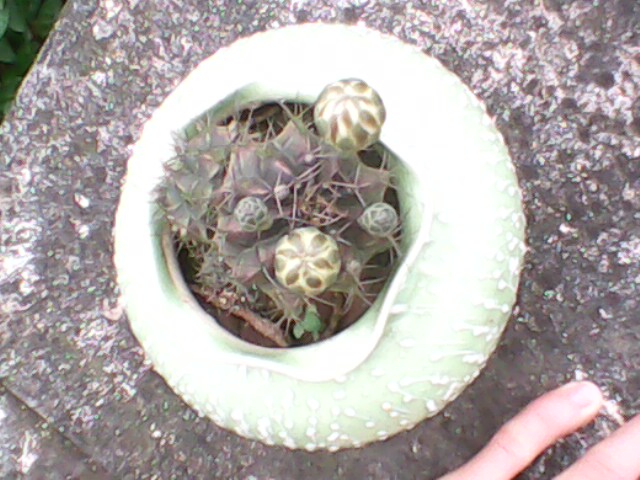 IMG0057A.jpg
