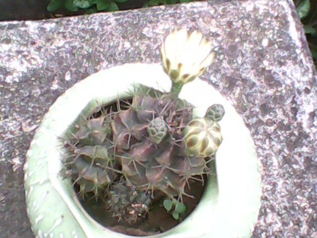 IMG0058A.jpg