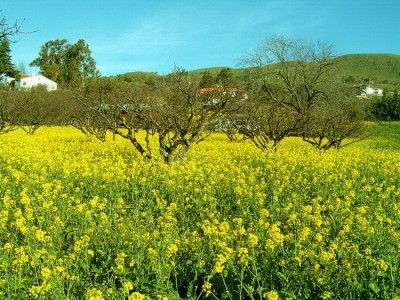 Cai Vang2.jpg
