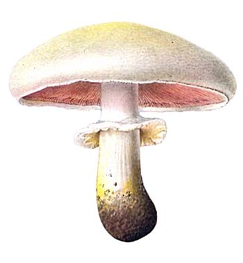 mushroom.jpg