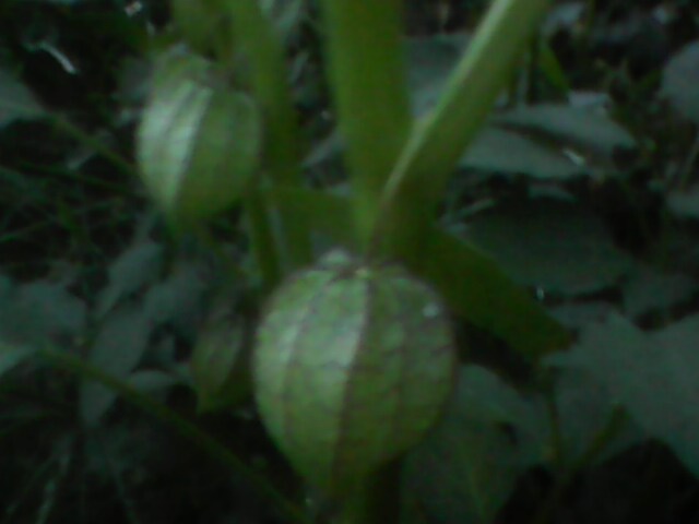 IMG0074A.jpg