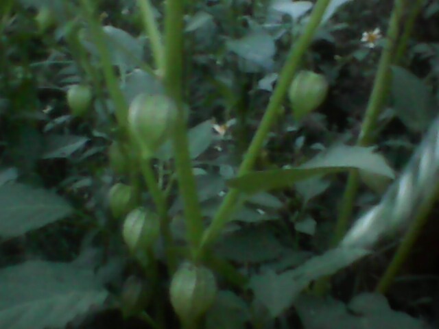 IMG0072A.jpg