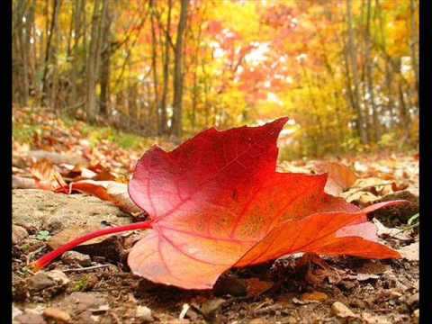 LEAF.jpg
