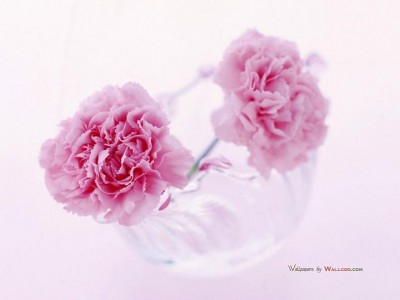 Carnation_flower_photo__14020.jpg