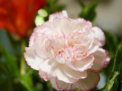 Carnation_flower_photo_48701GeWeJi_fs.jpg