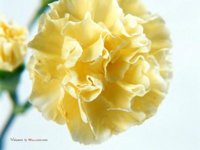 Carnation_flower_photo_3.jpg