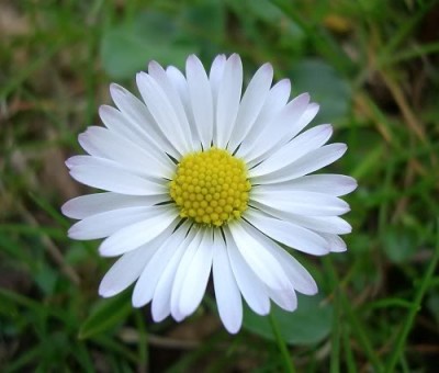 Cúc trắng