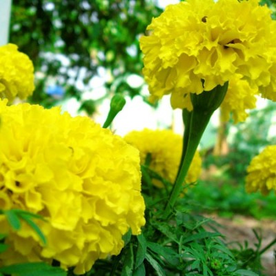 Cúc Vạn thọ